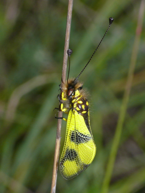 Libelloides macaronius - keleti rablópille