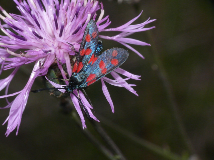Zygaena filipendulae - acélszínű csüngőlepke