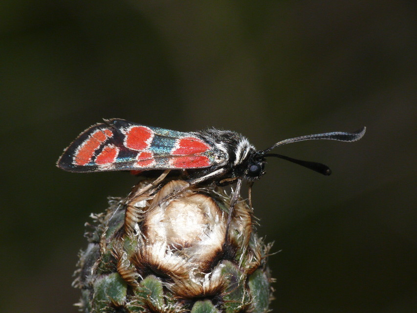 Zygaena carniolica - fehérgyűrűs csüngőlepke