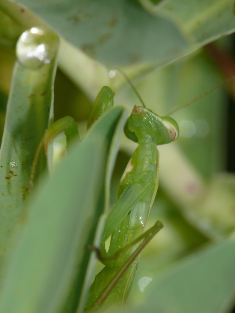 Mantis religiosa - imádkozósáska