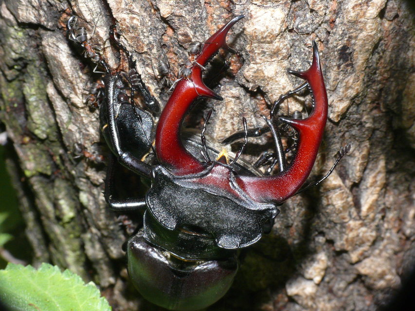 Lucanus cervus - nagy szarvasbogár