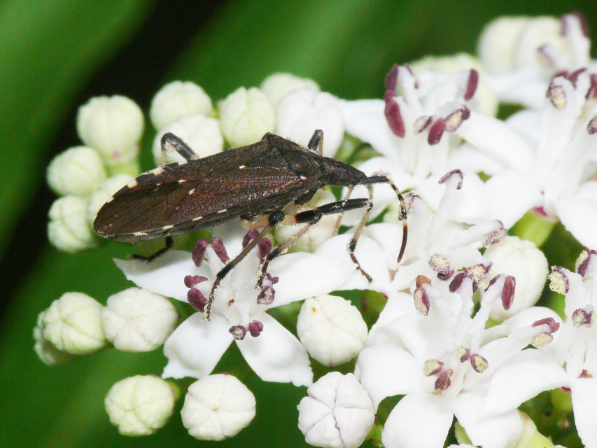 Dicranocephalus