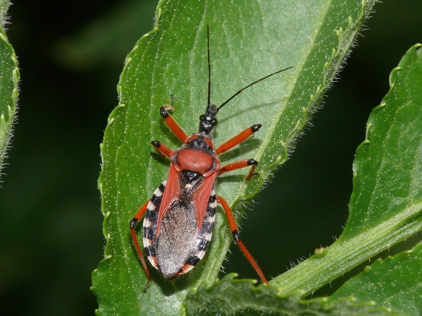 Rhynocoris iracundus - közönséges gyilkospoloska