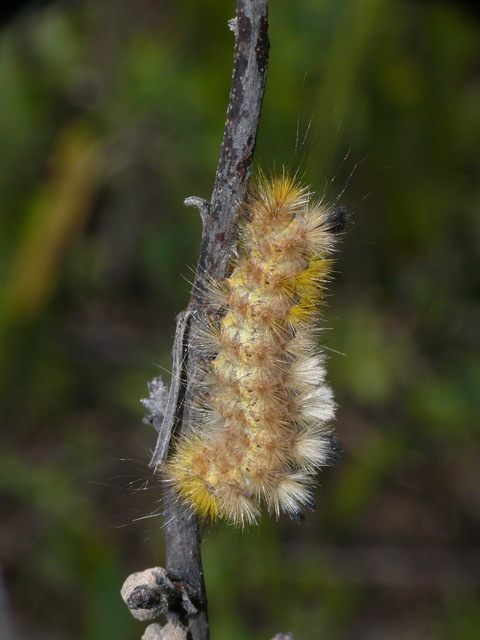 Gynaephora fascelina - vesszős szövő