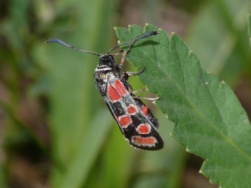 Zygaena carniolica - fehérgyűrűs csüngőlepke