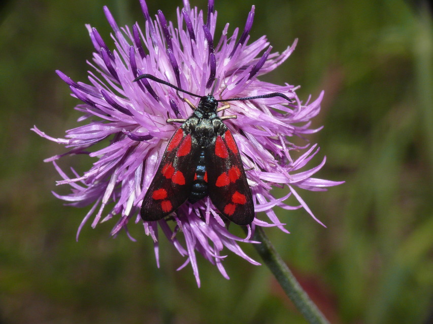 Zygaena filipendulae - acélszínű csüngőlepke