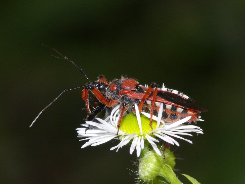 Rhynocoris iracundus - közönséges gyilkospoloska