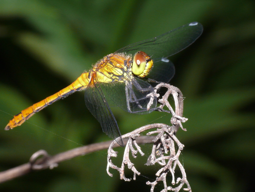 Sympetrum sanguineum - vörös katona-szitakötő