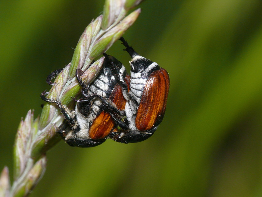 Anisoplia austriaca - osztrák szipoly