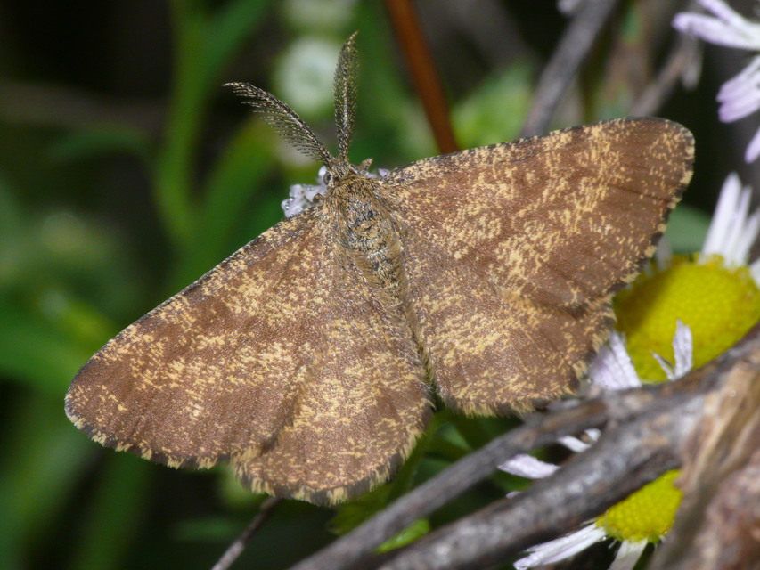 Ematurga atomaria - barna rétiaraszoló