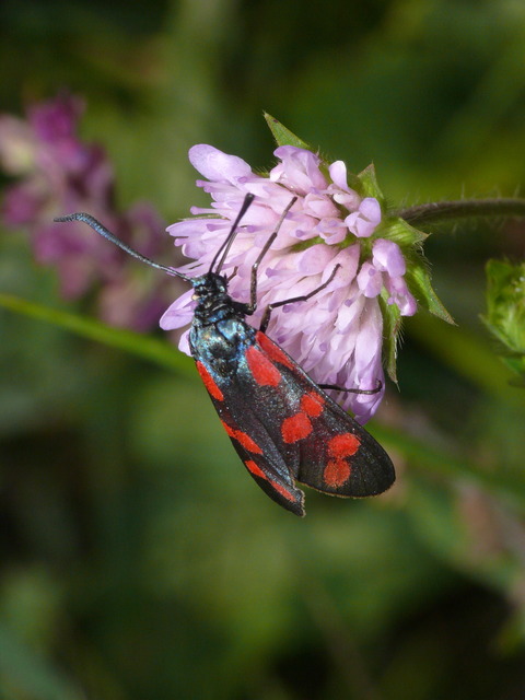 Zygaena filipendulae - acélszínű csüngőlepke