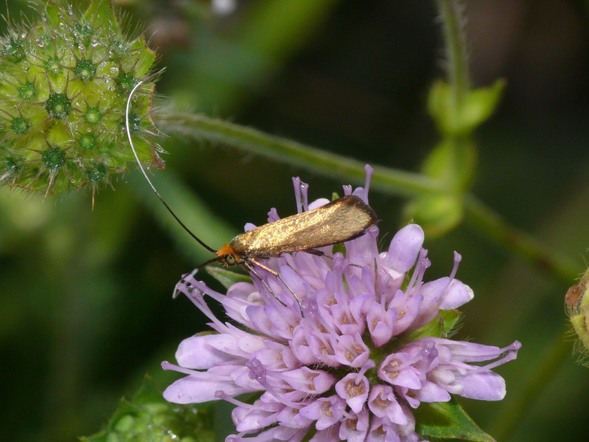 Nemophora metallica - fémszínű tőrösmoly