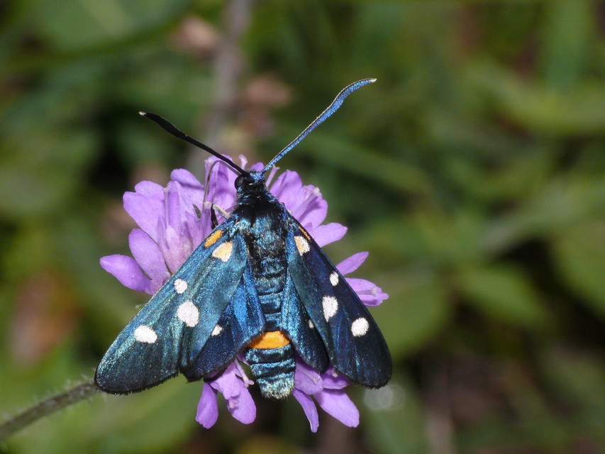 Zygaena ephialtes - változékony csüngőlepke