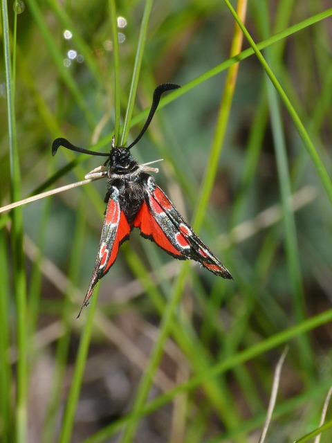 Zygaena carniolica - fehérgyűrűs csüngőlepke