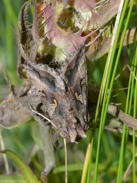 Autographa gamma - gammalepke