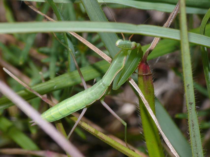 Mantis religiosa - imádkozósáska