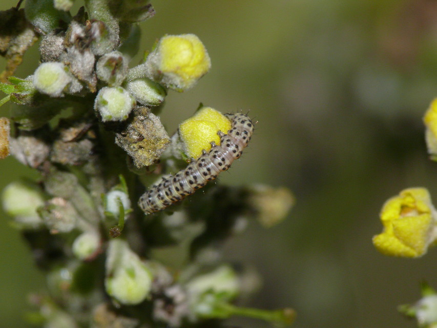 Shargacucullia