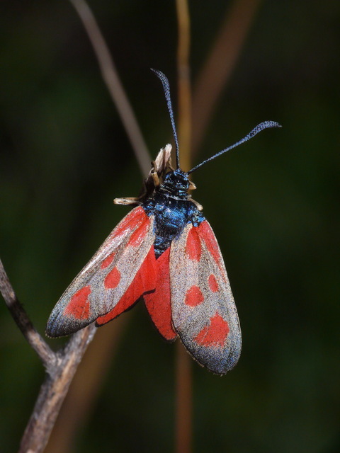 Zygaena loti - közönséges csüngőlepke