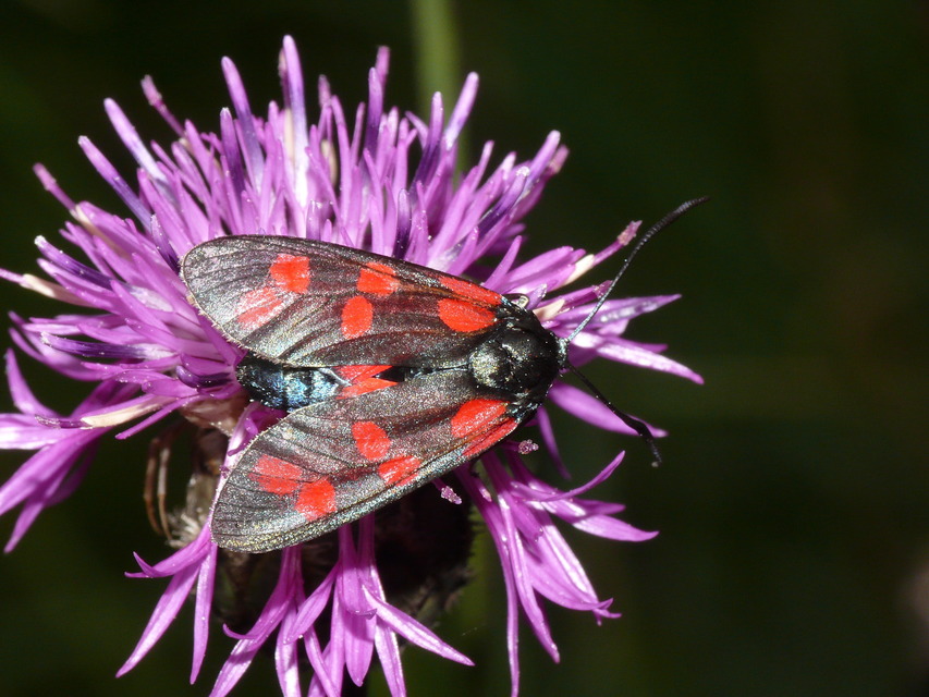 Zygaena filipendulae - acélszínű csüngőlepke