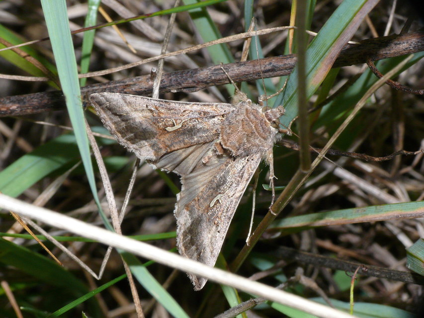 Autographa gamma - gammalepke
