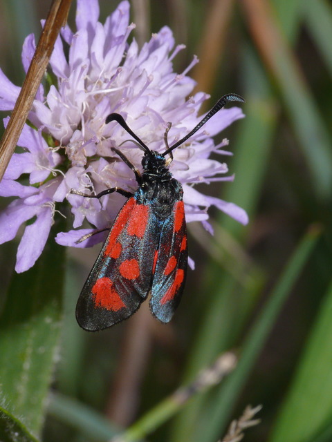 Zygaena loti - közönséges csüngőlepke