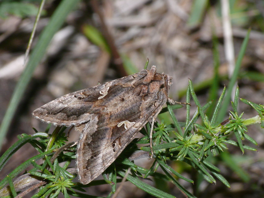 Autographa gamma - gammalepke