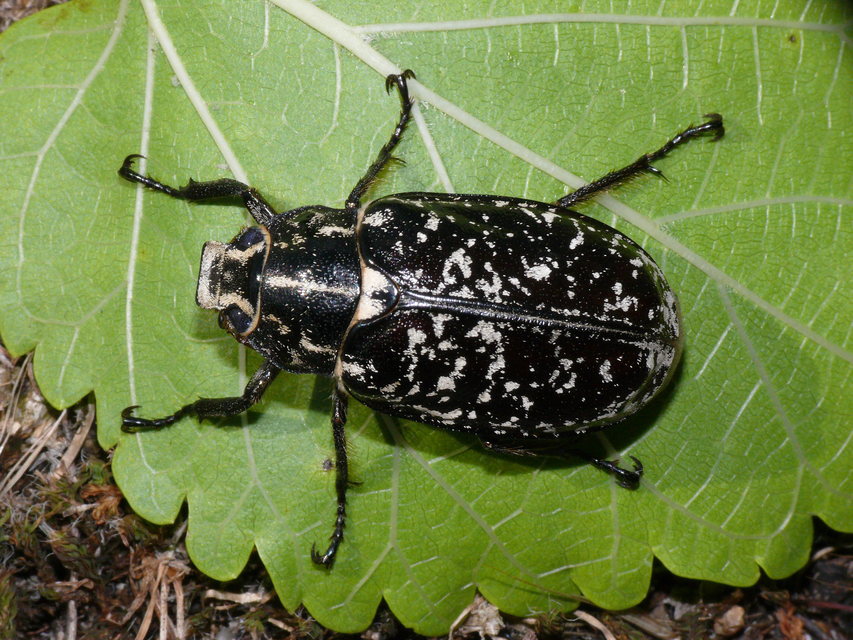 Polyphylla fullo - csapó cserebogár
