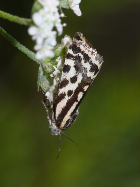 Emmelia trabealis - zebrabagoly