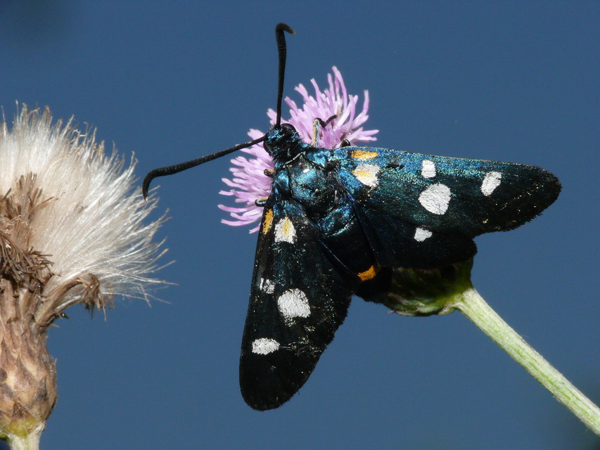 Zygaena ephialtes - változékony csüngőlepke