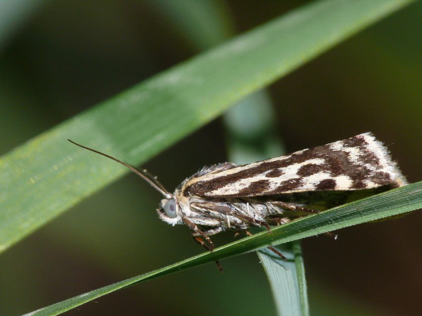 Emmelia trabealis - zebrabagoly
