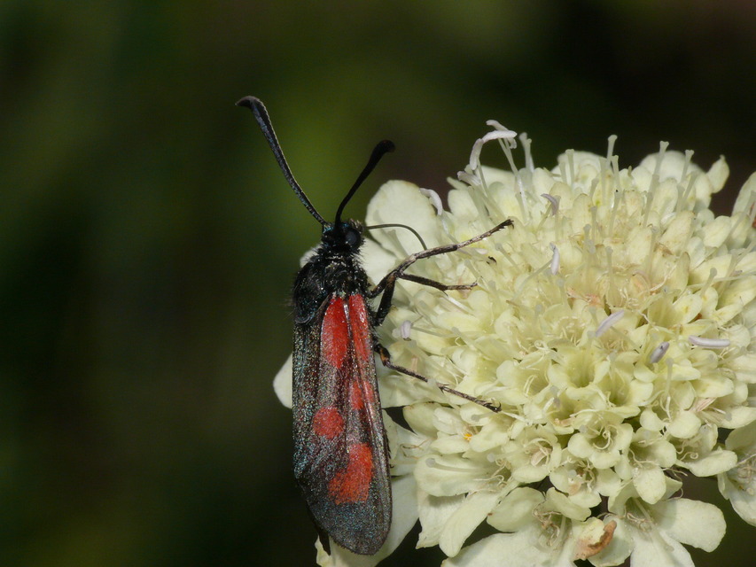 Zygaena loti - közönséges csüngőlepke