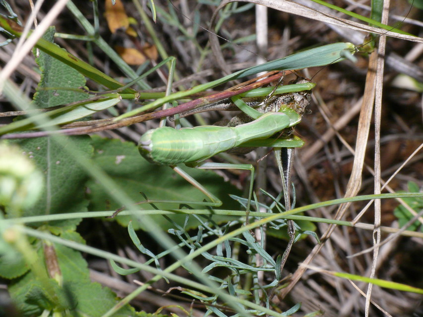 Mantis religiosa - imádkozósáska