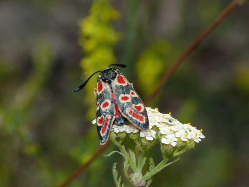 Zygaena carniolica - fehérgyűrűs csüngőlepke