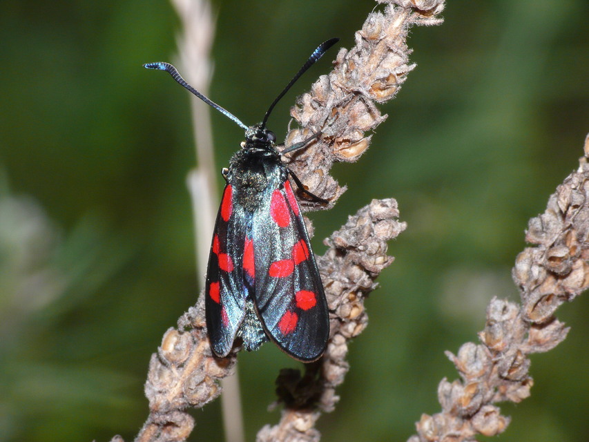 Zygaena filipendulae - acélszínű csüngőlepke