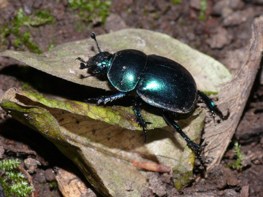 Trypocopris vernalis - tavaszi álganéjtúró