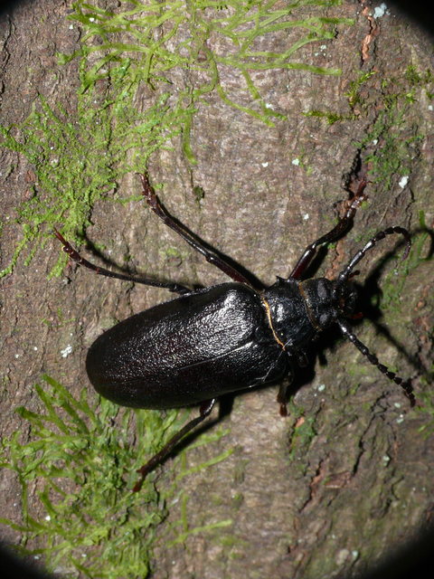 Prionus coriarius - csőszcincér