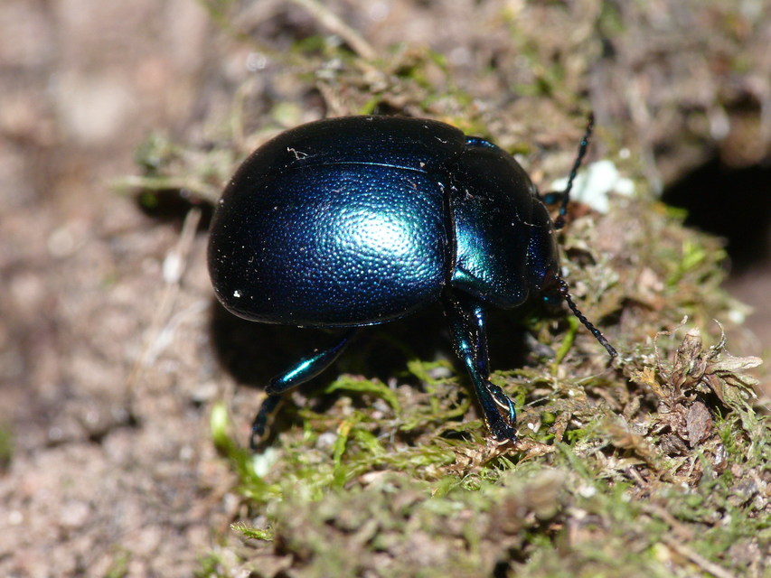Chrysolina globipennis olivieri - hegyi levélbogár