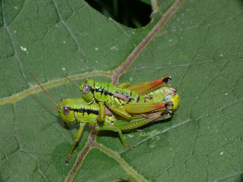 Pseudopodisma nagyi - Nagy-hegyisáska