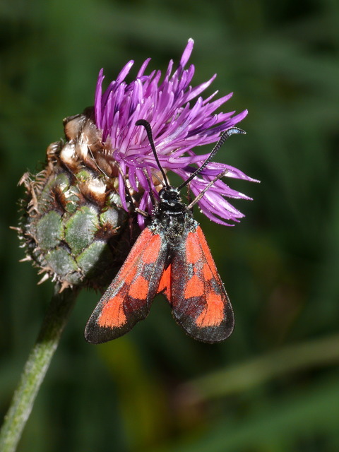 Zygaena loti - közönséges csüngőlepke
