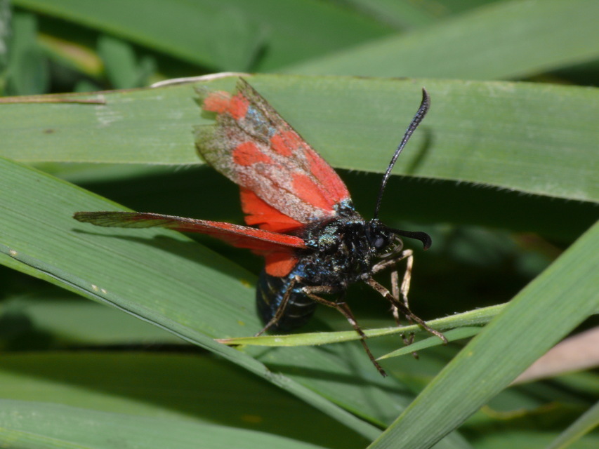 Zygaena loti - közönséges csüngőlepke