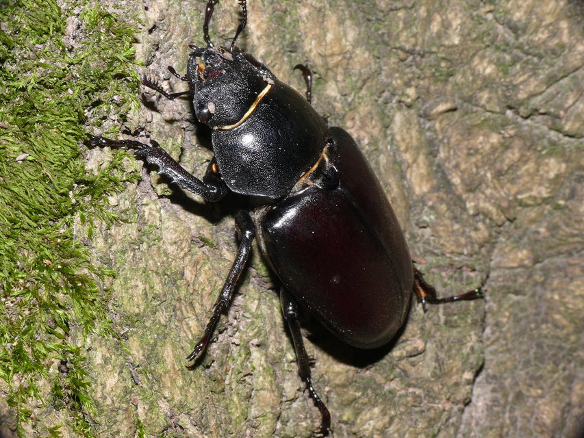 Lucanus cervus - nagy szarvasbogár
