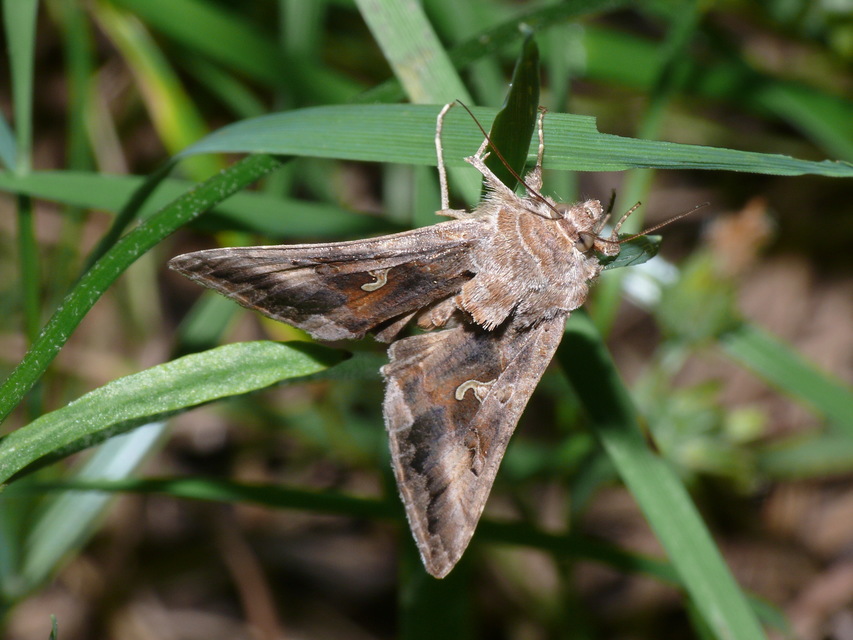 Autographa gamma - gammalepke