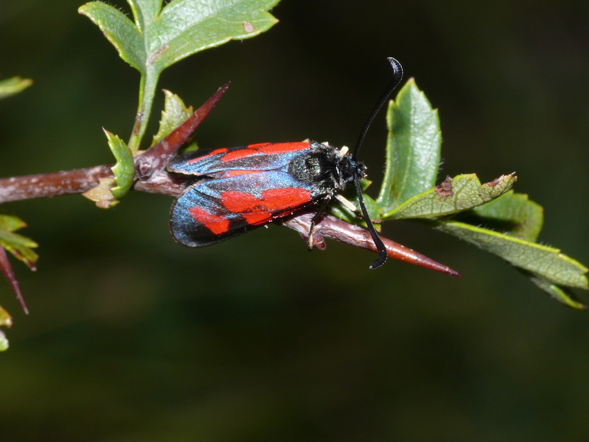 Zygaena loti - közönséges csüngőlepke