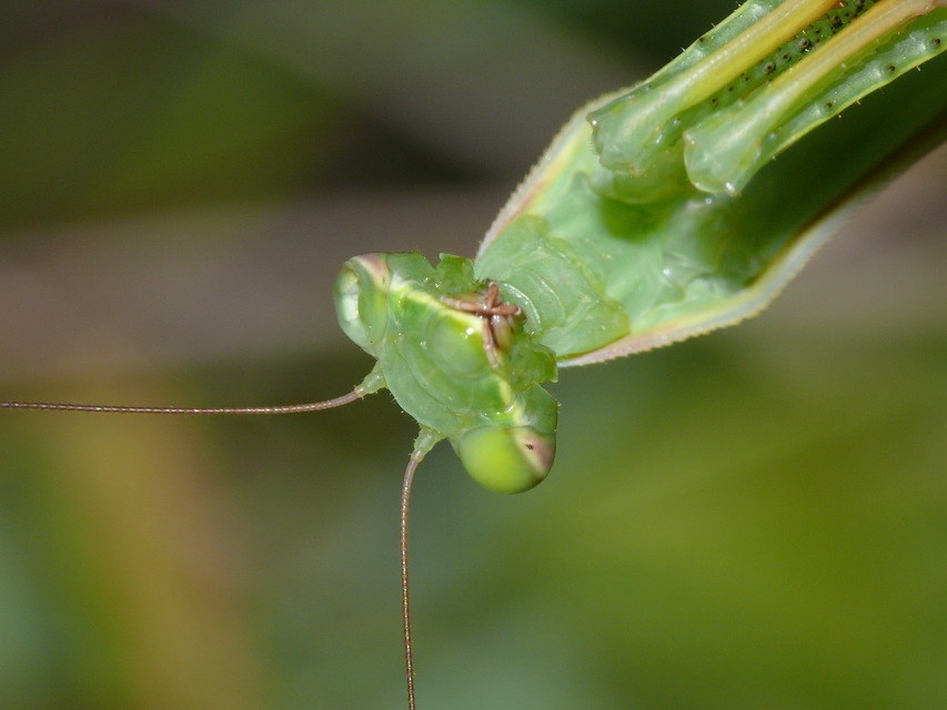 Mantis religiosa - imádkozósáska