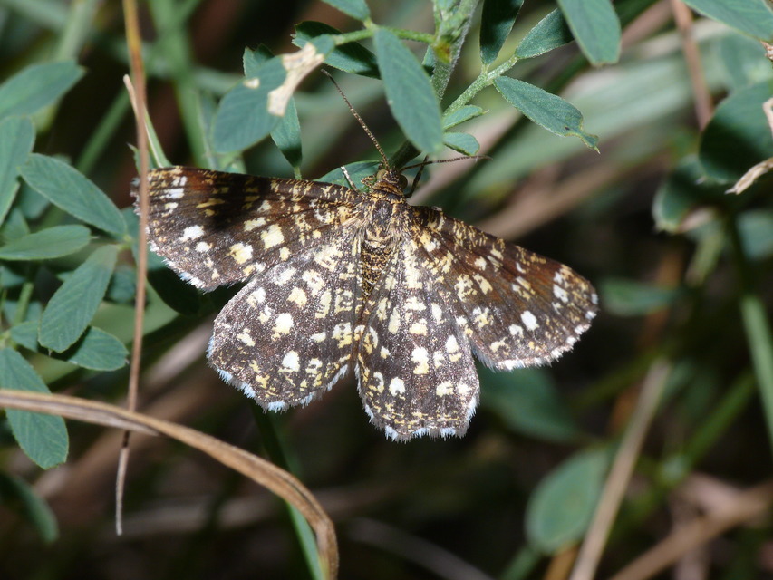 Chiasmia clathrata - rácsos rétiaraszoló