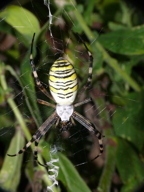 Argiope bruennichi - darázspók