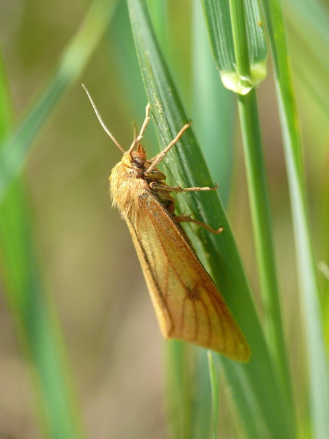 Diacrisia sannio - vörösszélű medvelepke
