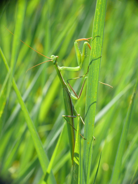 Mantis religiosa - imádkozósáska