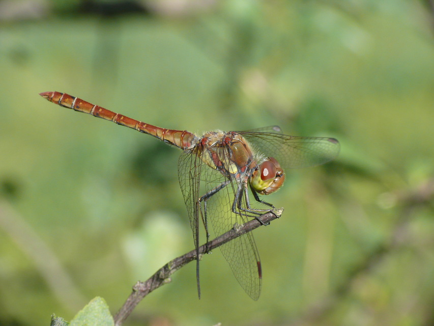 Sympetrum striolatum - harántsávos katona-szitakötő