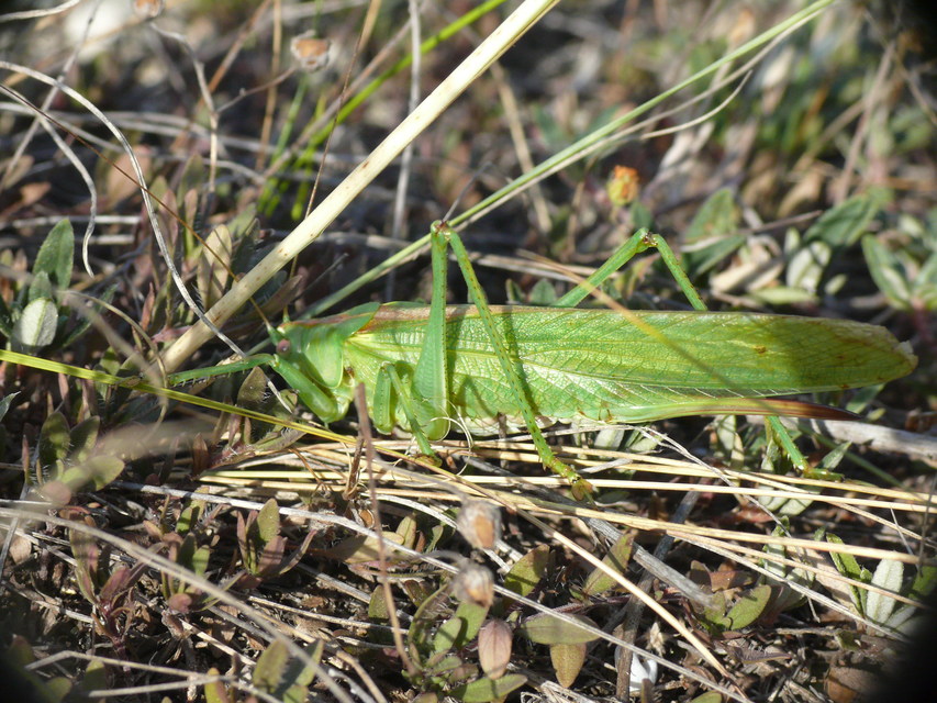 Tettigonia viridissima - zöld lombszöcske